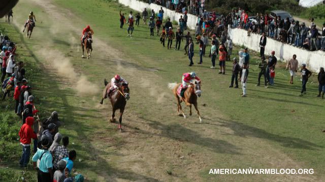 Pordasi Adakan Kompetisi Nasional Pacuan Kuda di Yogyakarta
