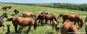 Peningkatan Berkelanjutan dalam Peternakan Kuda Di Linwood Ranch