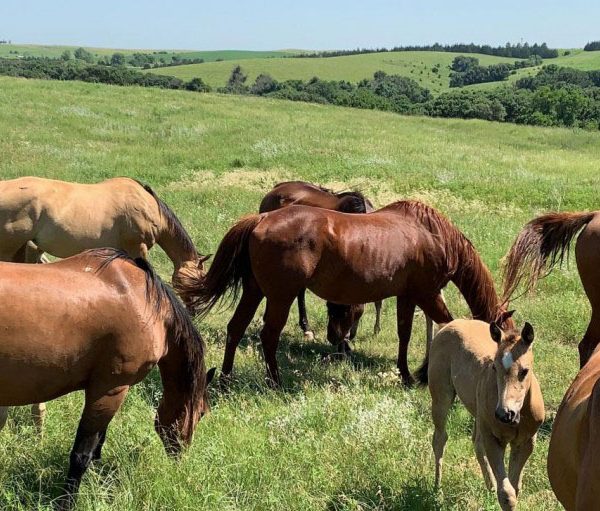 Peningkatan Berkelanjutan dalam Peternakan Kuda Di Linwood Ranch