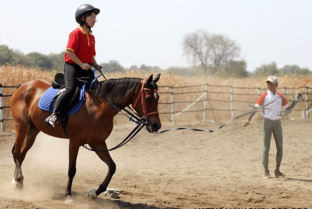 Teknik- Teknik Dasar dalam Menguasai Berkuda Khususnya Kuda Pacu