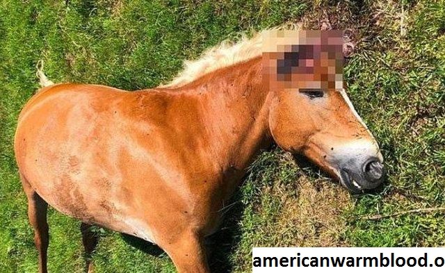 Kematian Seekor Kuda Dalam Seri Balap AS