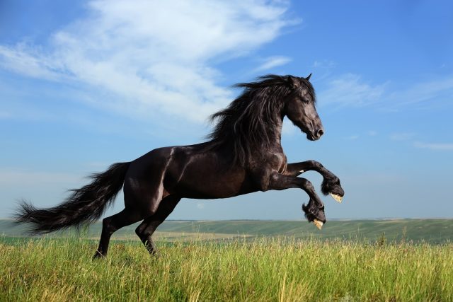 Cara Menjaga Kuda Pacu Anda Dalam Kondisi Terbaik