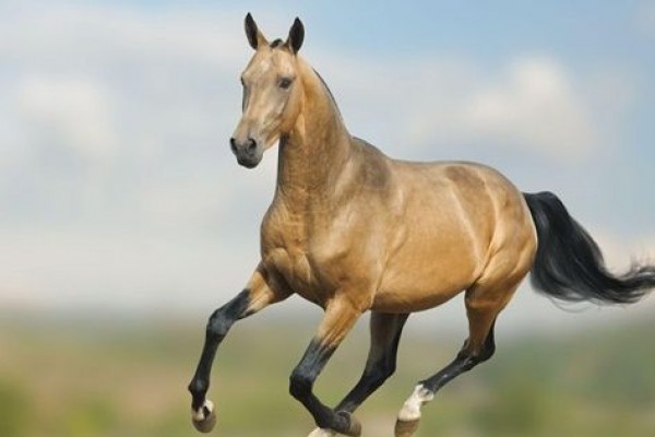 Panduan Untuk Membesarkan Kuda Balap yang Terlatih Dengan Baik