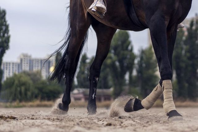 Pemeriksaan Realitas Ringbone: Apa Artinya untuk Kuda Anda