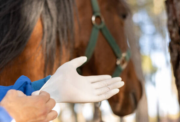 Perawatan Kuda: Apa Yang Diharapkan Setelah Suntikan Horse Hock?